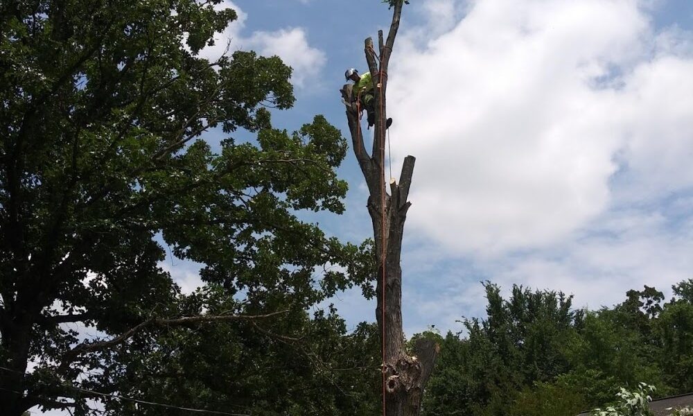 Action Tree Service