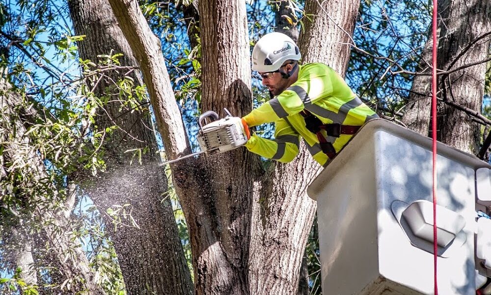 Carolina Tree Care