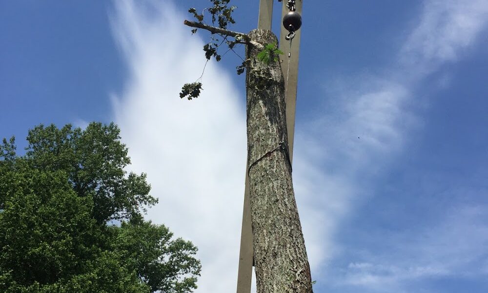 Hartsell Tree Service