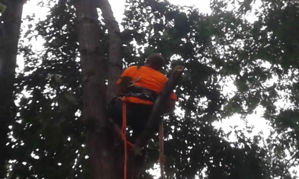 M&A Tree Care