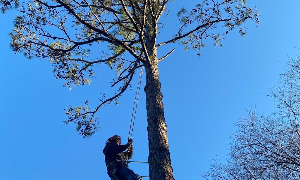 Marc’s Tree Service