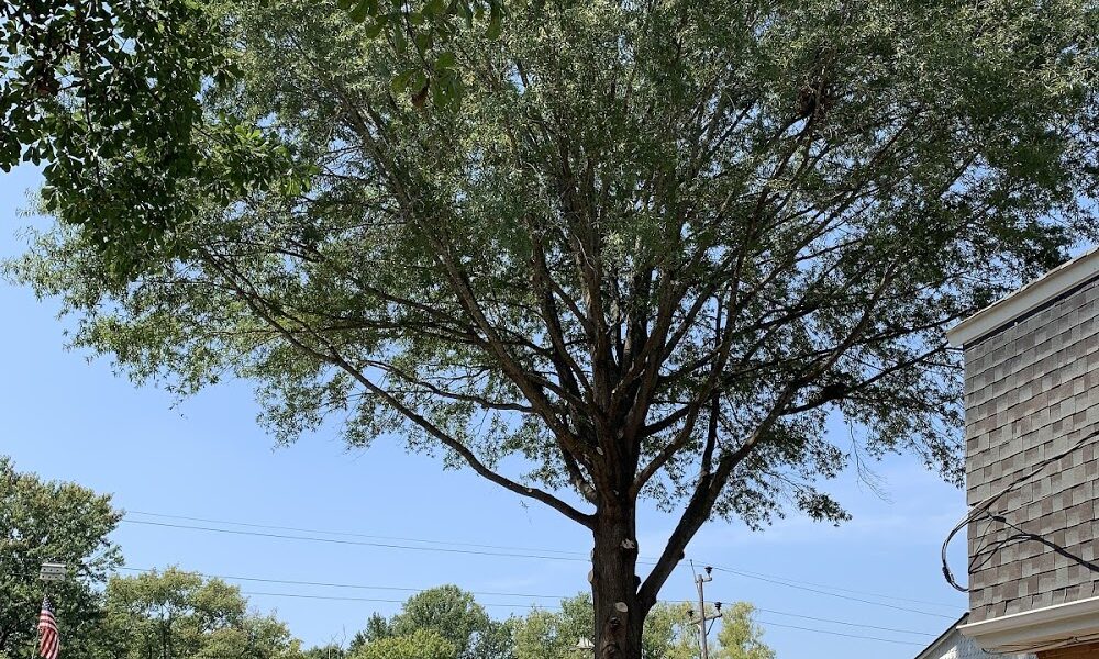 Rocky’s Tree Service