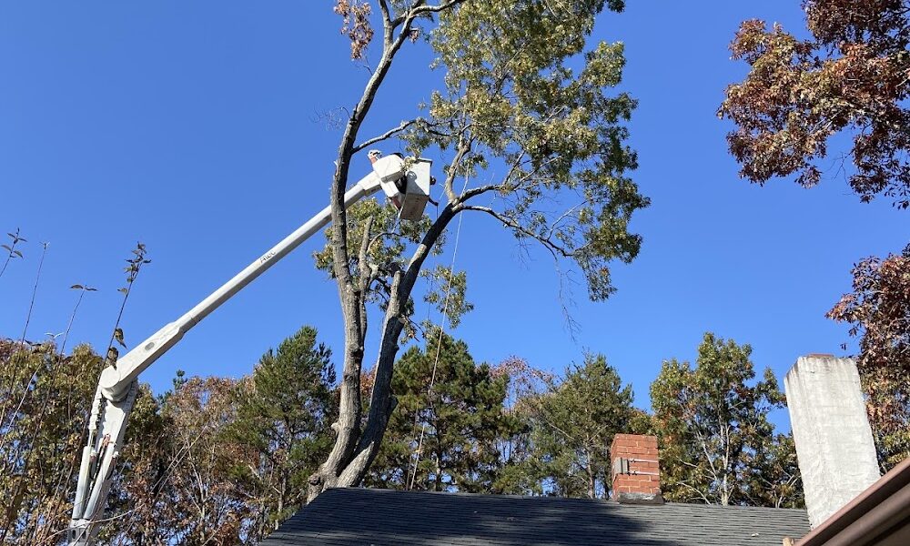 Skidmore’s Tree Services