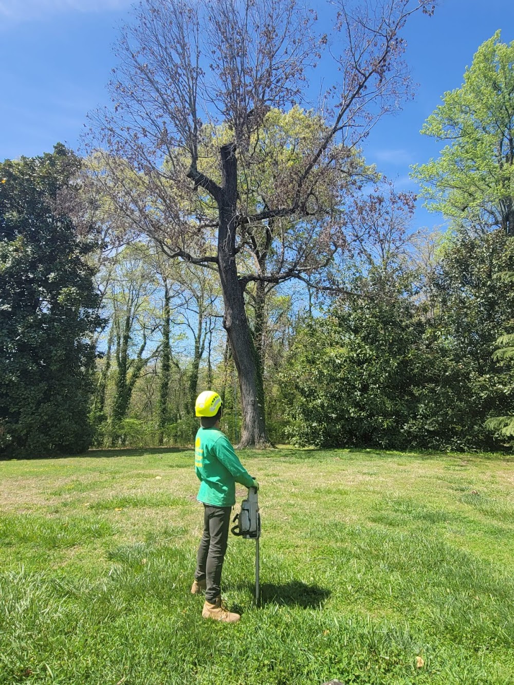 All Green Tree Care Removal and Landscape LLC