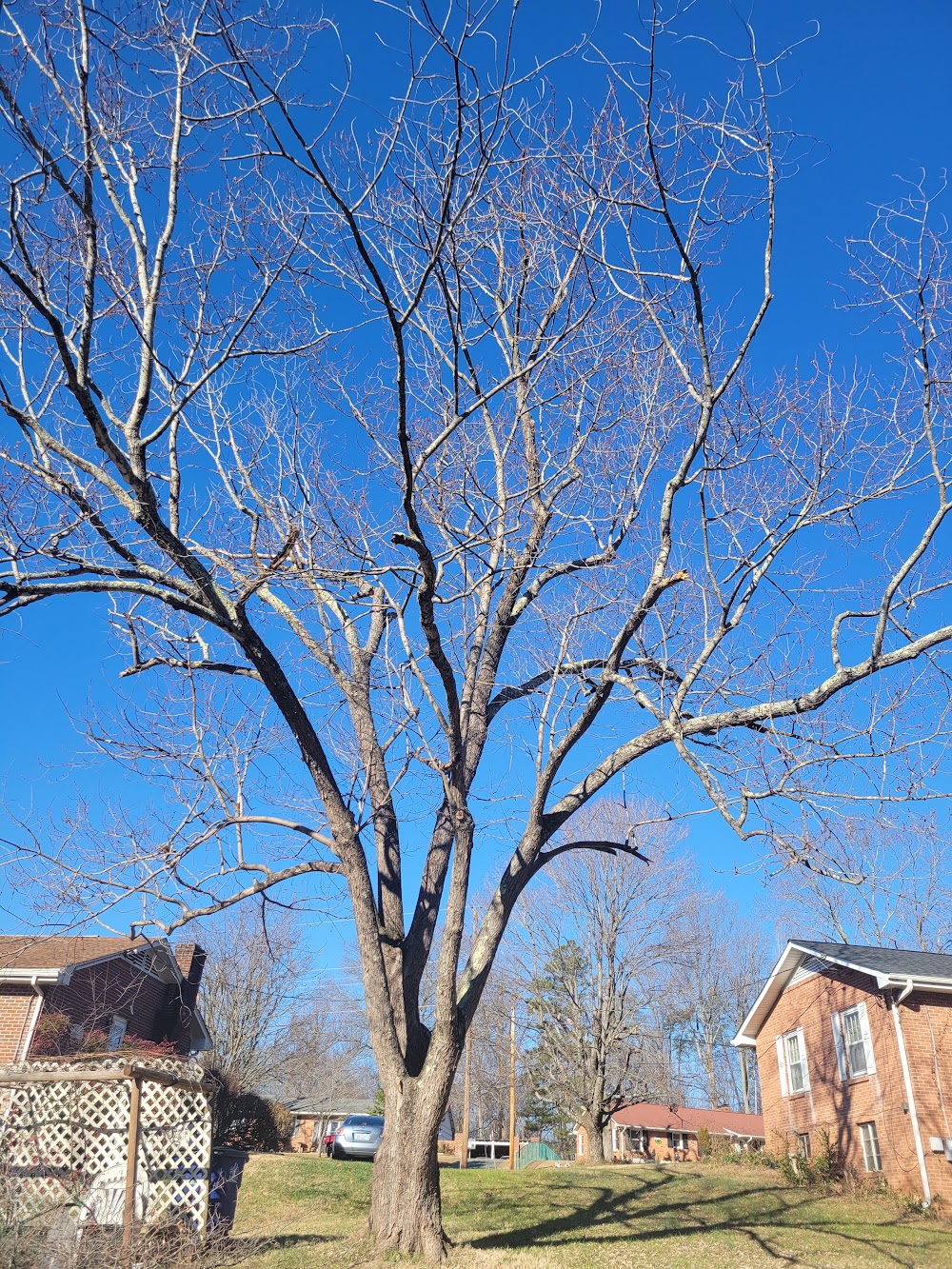 Ccc Tree Service