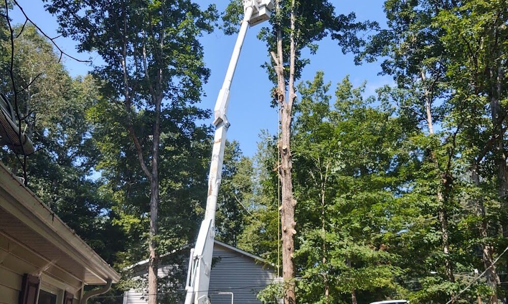 Davis Tree Surgeons