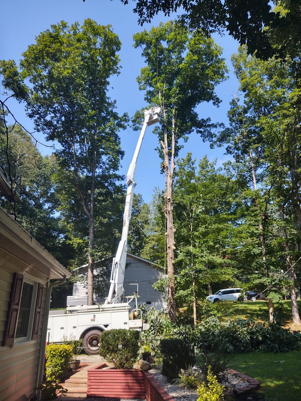 Davis Tree Surgeons