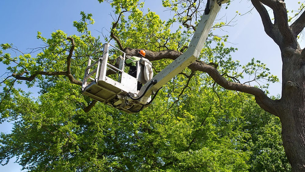 God’s Way Tree Service