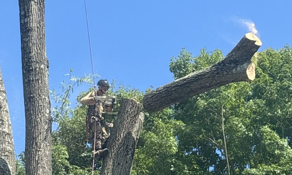 Higher Elevations Tree Care