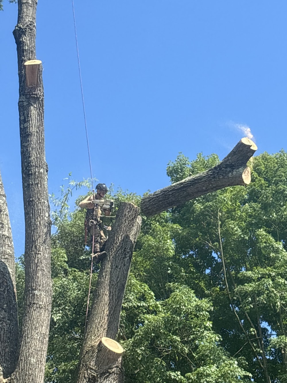 Higher Elevations Tree Care