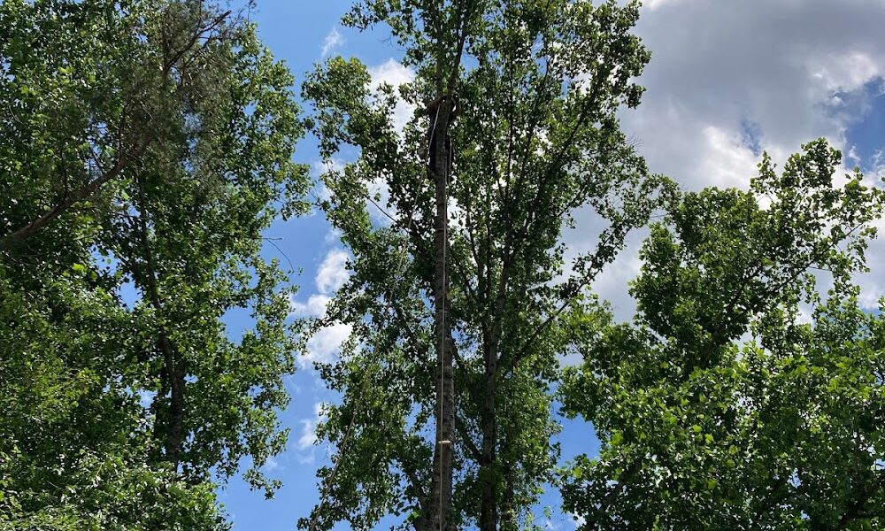 Holland’s Tree Service LLC