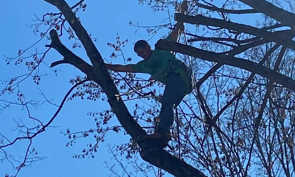 Joyce’s Tree Service