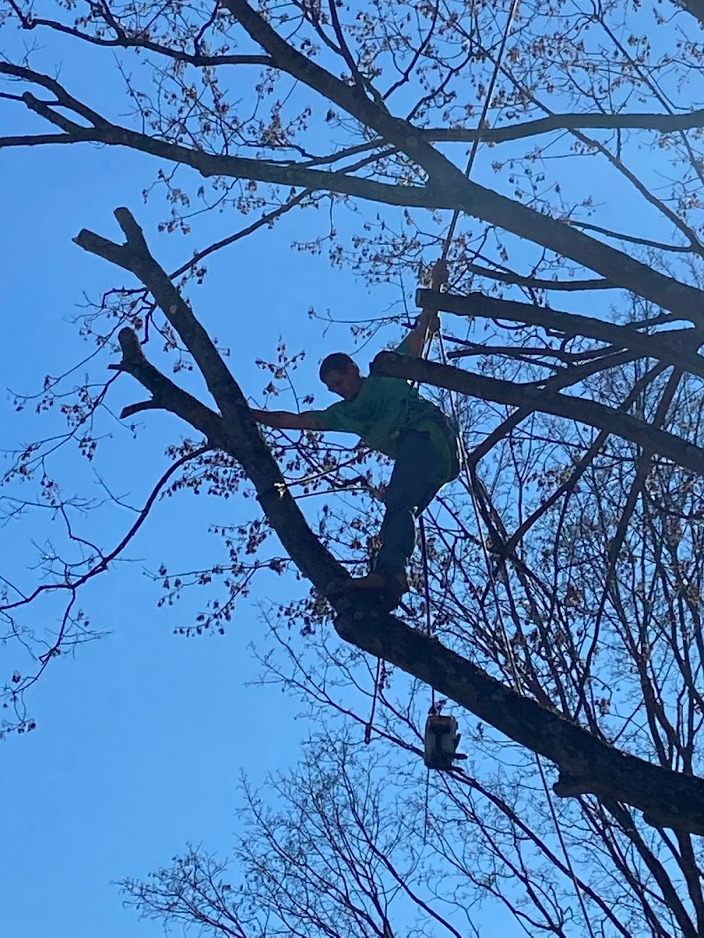 Joyce’s Tree Service