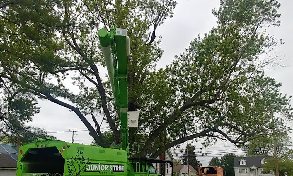 Junior’s Tree Services