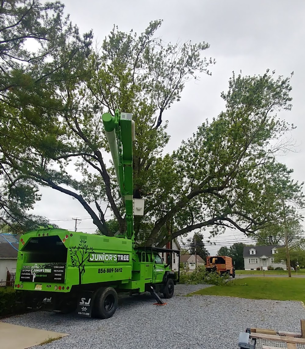 Junior’s Tree Services