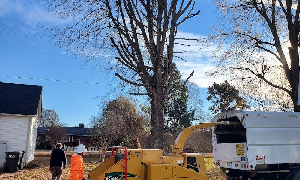 Teo Tree service