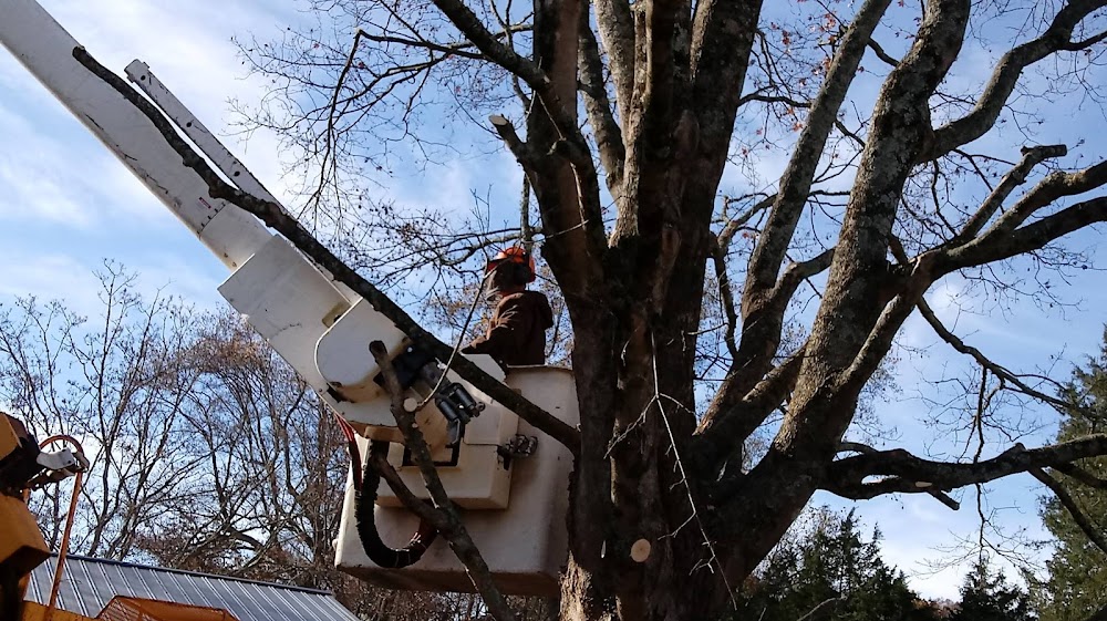 Woody’s Tree Service