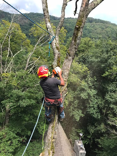 Affordable Tree Care of Asheville